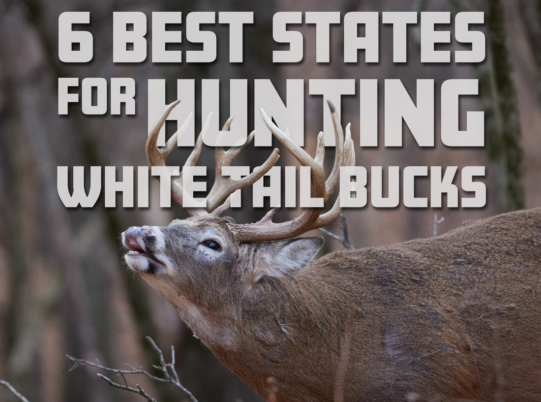 6 Best States For Hunting Whitetail Bucks