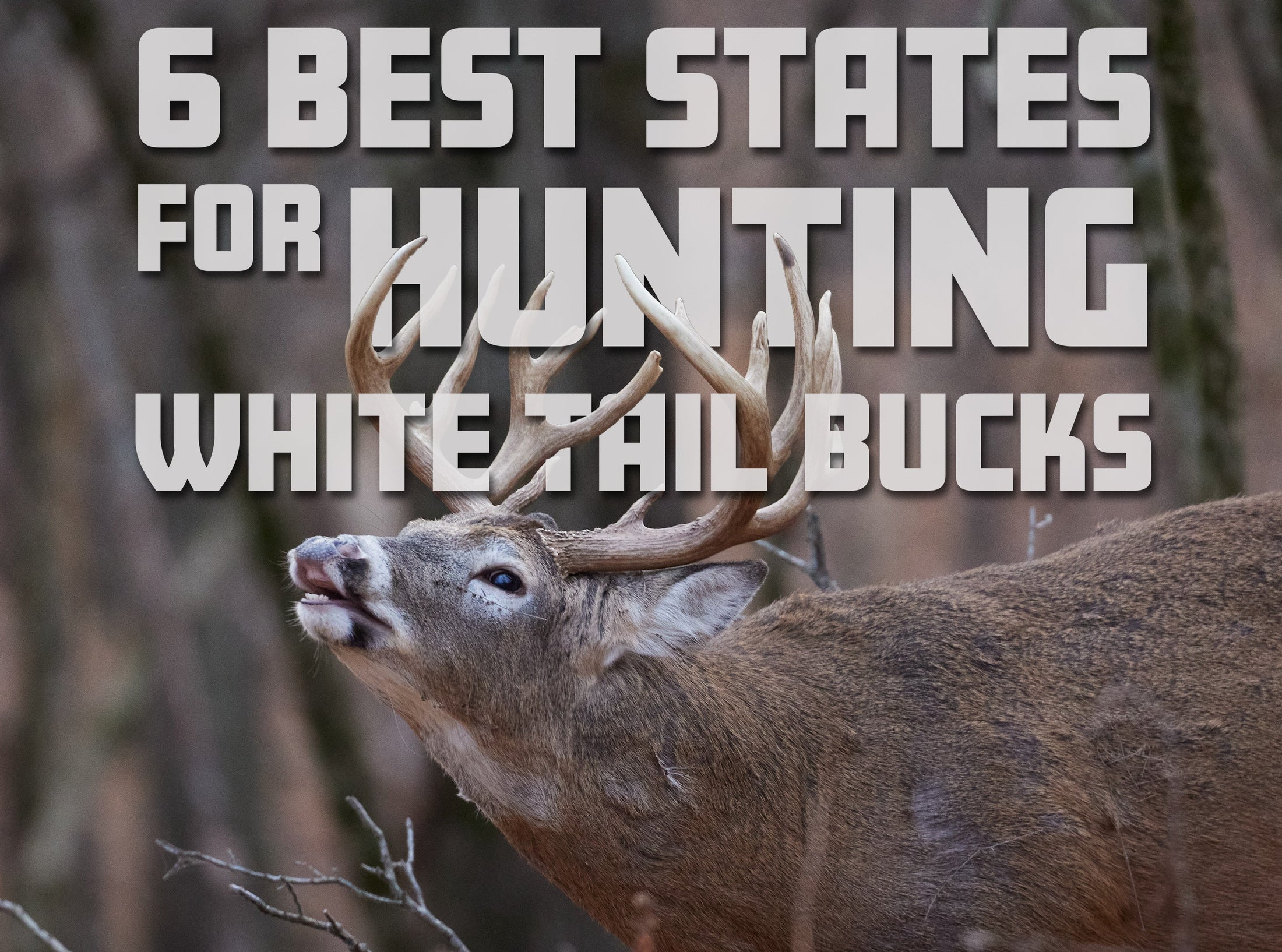 6 Best States For Hunting Whitetail Bucks